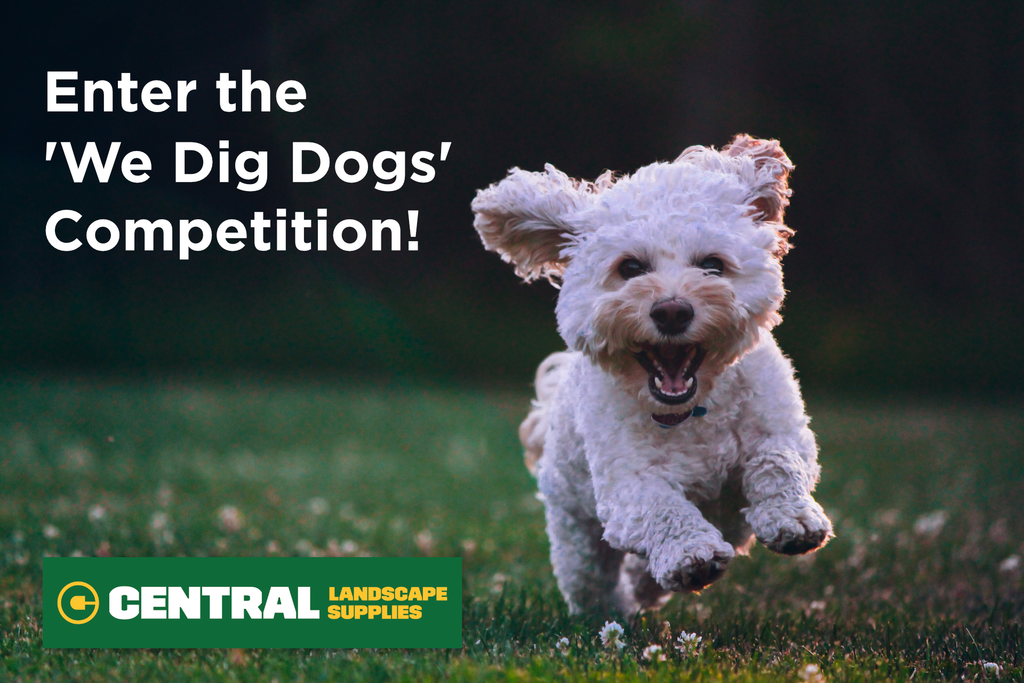 Enter the 'We Dig Dogs' Competition!