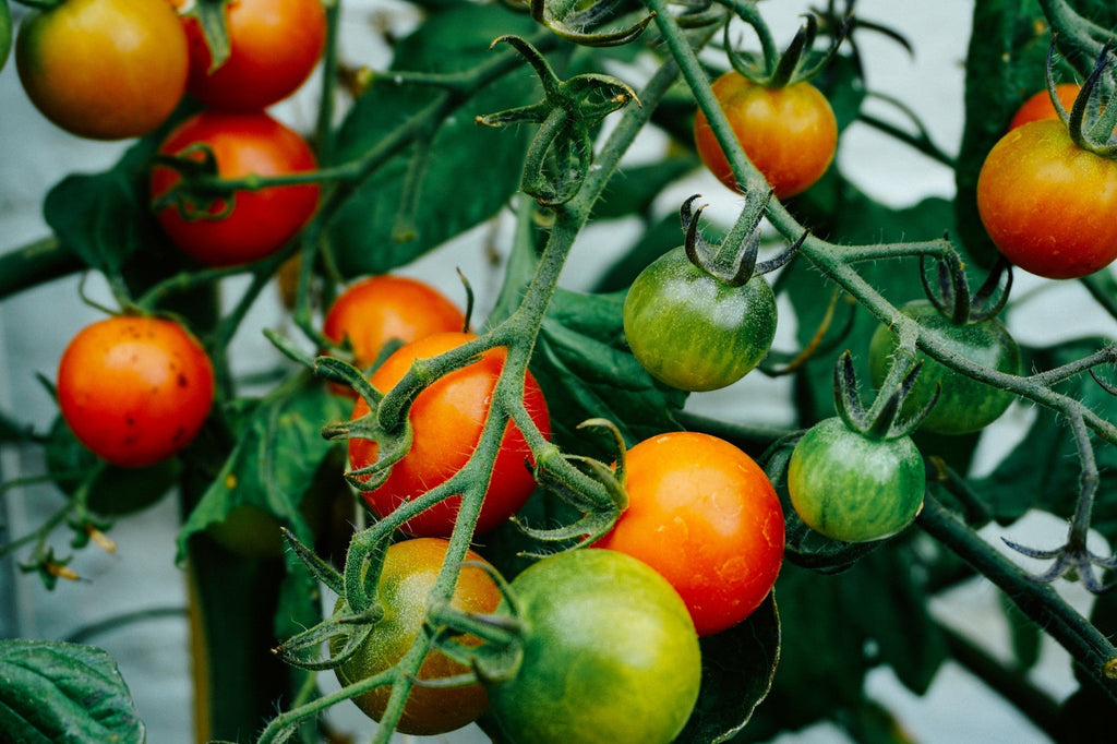 Controlling Pests and Disease in the Summer Garden